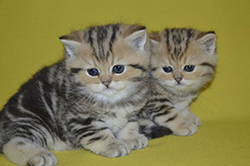 Ми пропонуємо вашій увазі одних з найбільш милих і чарівних представників сімейства котячих - кошенят шотландської та британської породи