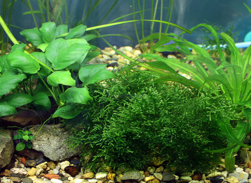 У міру встановлення в акваріумі біоравновесія, ви поступово приберете їх, замінюючи тими рослинами, які хочете тримати