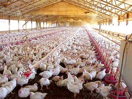 В умовах, коли планується вихід з бройлерним м'ясом на західні ринки, важливим фактором є також те, що на цих ринках немає попиту на м'ясо птиці, вироблене із застосуванням клітинних батарей